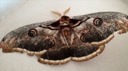 Osmaniye&#039;de kanat açıklığı 16 santimetre olan tavus kelebeği bulundu