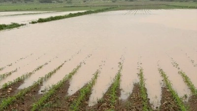 Osmaniye'de sağanak tarım arazilerine zarar verdi