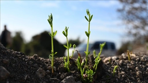 Osmaniye'de yangından etkilenen 45 hektarlık alan 7 bin 500 fidanla yeşertilecek