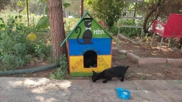 Osmaniye'de atık tahta paletler sokak hayvanları için yuvaya dönüştürülüyor