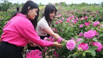 Osmanlı'da sarayın doğal kokusu Edirne gülü düzenlenen şenlikle hasat edildi