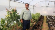 Otomasyon şirketini kapatıp bahçe kuran girişimci avokado fidanı yetiştiriyor