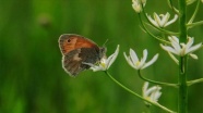 Ovacık 'küçük zıp zıp perisi' kelebeklerle şenlendi