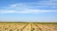 Özbekistan&#039;ın yeni meyve bahçelerinin kurulumu Türk uzmanlara emanet