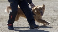 Özel güvenlik görev köpeklerinin zorlu sınavı