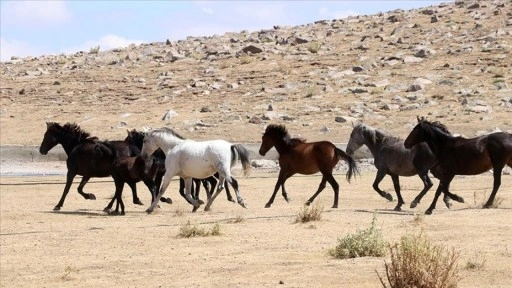 Özgürlüğün simgesi yılkı atları Erciyes'te dörtnala koşuyor