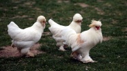 Padişahın taltif nişanesi tavuklar müzede besleniyor
