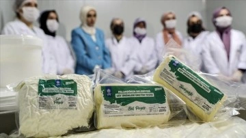 Palandöken'in sütü girişimci kadınların elinde geleneksel peynire dönüşüyor