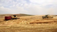 Pamuk diyarı Şanlıurfa&#039;da toprak &#039;nöbetleşe ekim&#039;le korunuyor