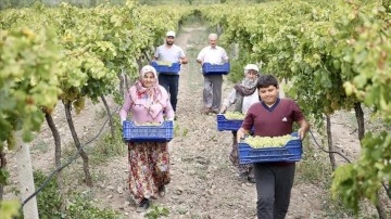 Pamukova'da hasadına başlanan üzümden 45 bin ton rekolte bekleniyor