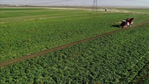 Pancar üreticilerine 2,5 milyar liralık avans ödemesi yapıldı