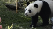 Panda yavrusu hayvanat bahçesinde ameliyat edildi