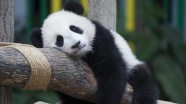 Pandaların durumu &#39;Tehlikede&#39; statüsünden çıktı