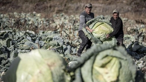 Pasinler Ovası'nda "ata tohumlarla" üretilen lahanalar üreticinin yüzünü güldürdü