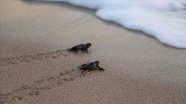 Patara&#039;da caretta caretta yavruları denizle buluştu