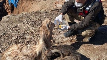 Pazarcık'ta birçok hayvan enkazdan canlı çıkarıldı
