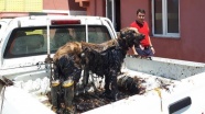 Petrol birikintisinde mahsur kalan köpek kurtarıldı