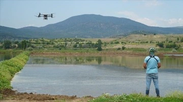 Pirinçte marka olan Osmancık'ta çeltik ekiminde maliyet dronla düşürülüyor