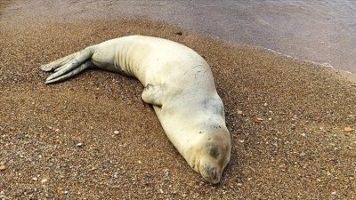 Plajlarda g&ouml;r&uuml;lmeye başlanan Akdeniz foklarının "dinlenmelerine izin verin" uyarısı