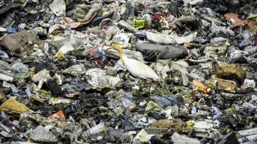Plastiksiz Temmuz Hareketi yılda 300 milyon kilogram plastik kirliliğini engelliyor