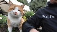 Polis uygulama noktasına sığınan kedi &#039;Cemşit&#039; ekiplerin maskotu oldu