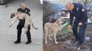 Adana&#039;lı polisin kucağında taşıdığı yaralı köpek iyileşiyor