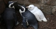 Polonya&#039;da dünyaya gelen albino penguen ilk kez ziyaretçilerle buluştu