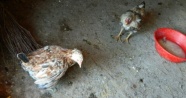 Posof’ta sıcak havaya dayanamayan tavuklar telef oluyor