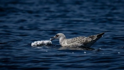 Prens Adaları'nda deniz kuşlarının "strafor avı" g&ouml;r&uuml;nt&uuml;lendi