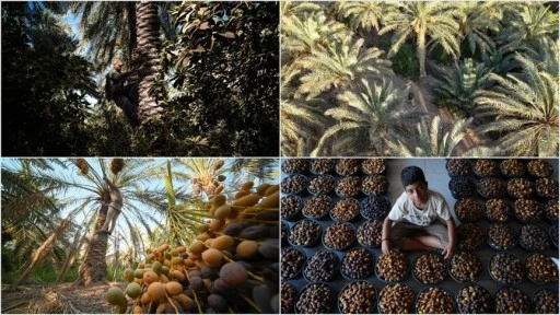 Irak'ta onlarca çeşidi bulunan hurma hasadı başladı