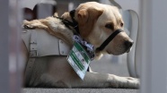 Rehber köpeğe akreditasyona büyükelçiden 'tweet'li teşekkür
