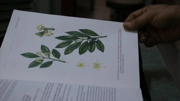 'Resimli Türkiye Florası' projesi, bitkilerin Türkçe isimleriyle tanınmasına katkı sunacak