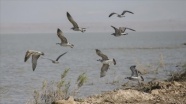 Reyhanlı Barajı &#039;kuş cenneti&#039; olma yolunda