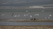 Reyhanlı Barajı &#039;kuş cenneti&#039; olmaya aday