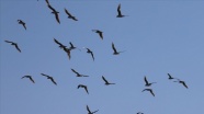 Reyhanlı Barajı&#039;nda 194 kuş türü gözlemlendi