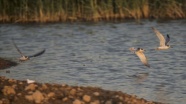 Reyhanlı Barajı&#039;nın kuş envanterine 16 yeni tür eklendi