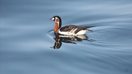 Rize'de Sibirya kazı g&ouml;r&uuml;nt&uuml;lendi