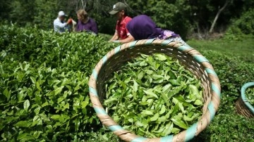 Rize'nin 11 aylık çay ihracatı 9,6 milyon doları aştı