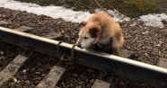 Rusya'da köpeği raylara bağladılar