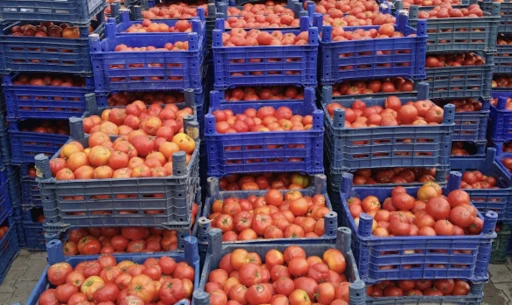 Rusya, Türk domatesinin ülkeye girişini yasakladı