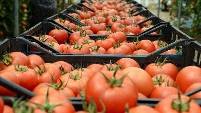 Rusya, T&uuml;rkiye&rsquo;den domates ithalat kotasını 600 bin tona &ccedil;ıkardı