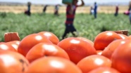 Rusya Türkiye'den domates ithalatına yeşil ışık yaktı