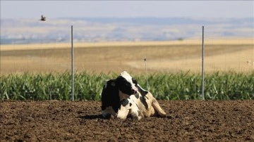 Rusya-Ukrayna savaşı İspanya'da hayvancılık sektörünün geleceğini riske attı