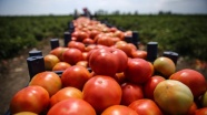 'Rusya'ya domates ihracatındaki kısıtlamalar kaldırılmasın'