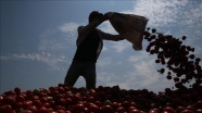 'Rusya'ya domates ihracatının 1 Kasım'da başlayacağı beklentisi var'