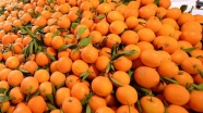 Rusya'ya portakal ve mandarin ihracatı arttı