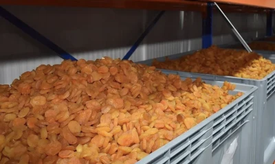 Rusya, zararlı b&ouml;cek tesbit edilen 19,5 ton T&uuml;rk kayısısını geri &ccedil;evirdi