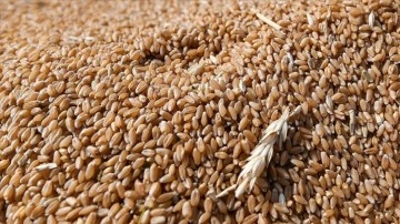 Rusya'nın tahıl anlaşmasına geri dönmesiyle buğday fiyatları yüzde 6'nın üzerinde düştü