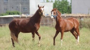 Safkan Arap atı yetiştiricileri, 10 Haziran'da başlayacak yarışlara hazırlanıyor
