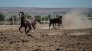 Safkan Arap atları Suruç Ovası'nda yetişiyor